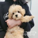 더멍멍 충주점 이미지