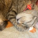 집사의하루 혜화점 이미지