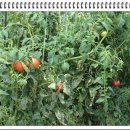 원삼농장 이미지