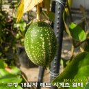 수정-48 이미지