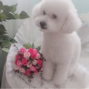 초원애견샵 이미지