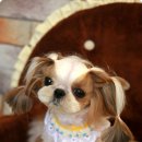 방울이네 펫살롱 이미지