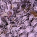 동산세탁 | 친환경세탁업체아이자리 파주 윰차세탁 잉글레시나쿼드2