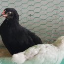 큰빛농장 이미지