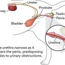박순석동물메디컬센터 이미지
