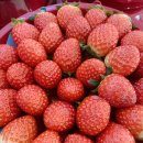 🍓안녕하세요🍎 “다온나”정관점 입니다 1월17일 월요일 야채 과일 입니다🍓 이미지
