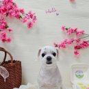 강아지의 하루 | 수원애견미용 추천, 반려견 맞춤 케어가 인상 깊었던 ‘강아지의 하루’ 방문 후기