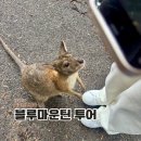 컨스앤컨스 | 시드니여행 블루마운틴투어 비오는날 후기 페더데일동물원 링컨스락 세자매봉