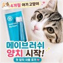 메이펫 | 반려동물칫솔 고양이칫솔 메이브러쉬 사용 후기｜4개월 아기고양이 양치 습관 시작하기