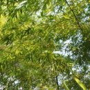 임금님진상품 대, 죽(竹), 대나무 이미지