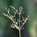 【바람하늘지기 | 바람하눌직이, 바람하늘직이 Ba-ram-ha-neul-ji-gi Fimbristylis littoralis Gaud 이미지