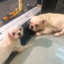 성남애견 이미지