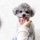 멍샵 강아지분양 인천본점 이미지