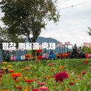 덕정 대왕참나무길 | 강원도 가을 축제 명소, 2025 평창 백일홍 축제 산책코스 7구간 포토존 총정리
