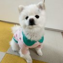 멍바라기 이미지