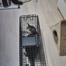 요녀석 강북점 | 김관채 고양이탐정 후기/ (경기도 성남시 수정구 / 양주시 옥정동 / 남양주시 오남리) 주택 밀집 지역...