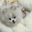 댕복궁 | DBK 댕복궁 포메라니안 전문 견사 분양 후기