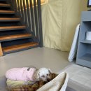 하이몽 | 애견동반/ 가평 하이몽 글램핑 A-3 후기