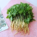 클린팜 | 여름철 기력보충엔 CleanFarm 새싹삼! 수육 삼차 요리 활용법까지