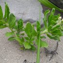 대산민박 이미지