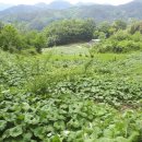 청정농원 이미지