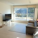 도그애견 이미지