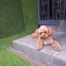 까네지노 이미지