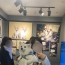 [인천/반려동물 동반 사진관/가족사진/증명사진] 인천 남동구 ‘꽃비사진관 by희스토리’