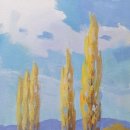 미루나무풍경 이미지