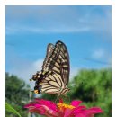 나비 한살이 이미지