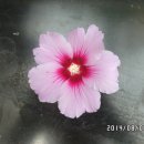 무지개화이트 이미지
