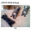 고양이 위장술 등급 이미지