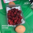 한주 꿀벌 농장 | 오랜만에 6월 19-25일 일주일 기록