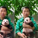 바오 이미지