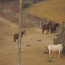 흥천목장 이미지