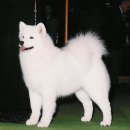 화룡점정 이미지