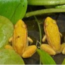 황금개구리 이미지