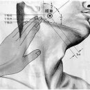 【족양명위경(足陽明胃經)】 〔ST6 협거(頰車)/ 족양명위경-ST6〕 "구안와사와 치통, 턱관절 장애를 다스리는 데 탁월" 이미지