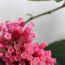 예진꽃농원 이미지