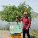 유채꽃길 이미지