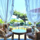 꼬야애견 이미지