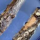 정우 흑염소 농장 이미지