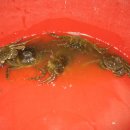 진가초교 이미지