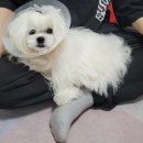 카라말티즈 이미지