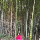 국사봉 농장 | 거제산타고 1일3산(2)ㅣ대금산 최단 등산 코스ㅣ율천(반깨)고개 왕복 3.9km