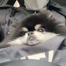 윤스강아지 이미지