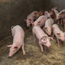 김지현농장 이미지