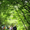 소나무숲 이미지