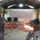 호랑이농장 이미지