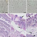 소하성 또는 육봉형 회색청어 (Alosa pseudoharengus)의 소화관 구흡충 Goussia ameliae와 G. alosii 이미지